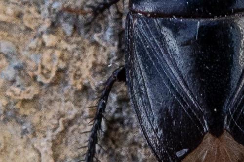 Réf. 220 558 : Macroscytus brunneus